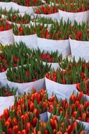 red tulips bouquets