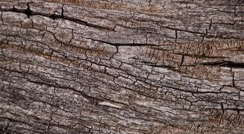 old tree texture