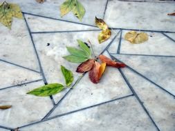 leaves autumn pavement marble slabs