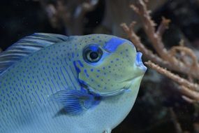 exotic fish portrait
