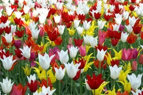 beautiful tulips in the park, netherlands, Keukenhof