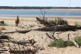 beach nature wood sea ocean sand