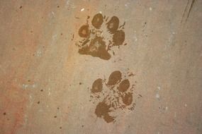 animal background dog foot