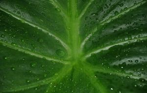 Photo of wet leaf closeup