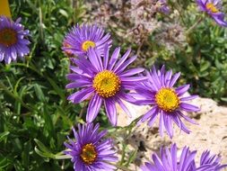 flower aster blossoms blooms macro