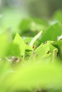 green leaf foliage nature plant