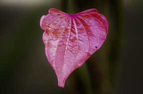 leaf leaves colorful macro