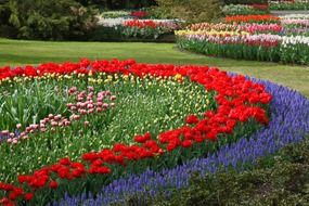 tulips tulip flower bed red