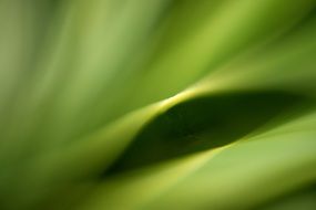 green leaf nature plant natural