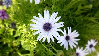 fresh white garden flowers