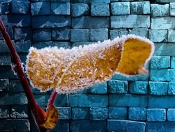 frozen leaf on a background of blue wall