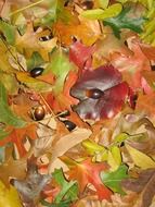 colorful leaves seasons backgrounds