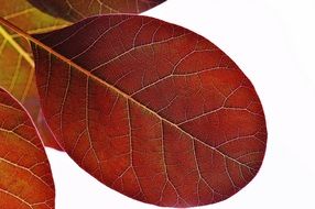 red autumn leaf on a white background