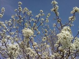 apple blossoms white flowers