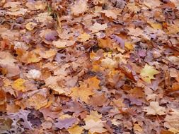 leaves trees nature autumn fall