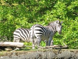 zebra animals mammals zoo black