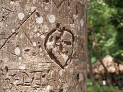 tree carving love heart symbol