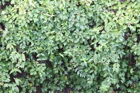 green bush pattern leaves nature