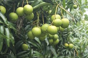 mangoes trees greenery leaves