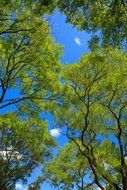 tree canopy in the forest