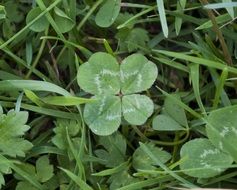 four leaf clover green grass