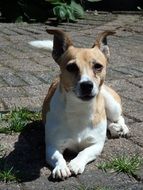 Jack Russell Terrier