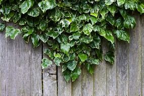 ivy wood wooden fence plant