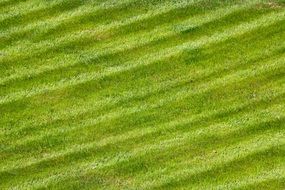 green grass structure