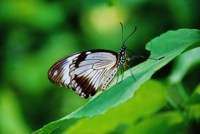 brown white butterfly on the green leaf