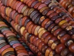 indian corn autumn fall
