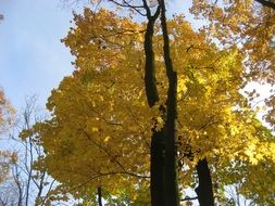 yellow tree in the forest