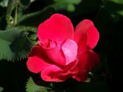 rose red bloom petals pink bright