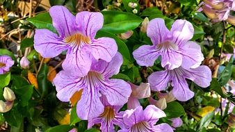 flowers purple nature floral