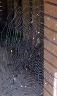 spider web spiderweb