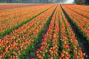 Plantation of flowering tulips