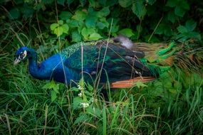 peacock beautiful bird blue