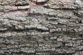 tree bark rough wood trunk forest