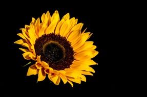 sunflower blossom on a black background