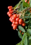 berry berries red macro close up