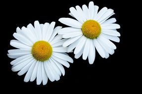 two marguerites on a black background
