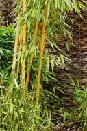 background bamboo botanical branch