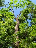 tree green blue sky background