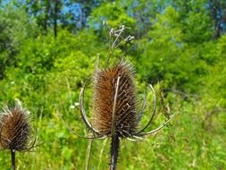 weed dried spiky dead plant sharp