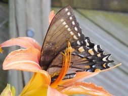 wings butterfly insect nature fly