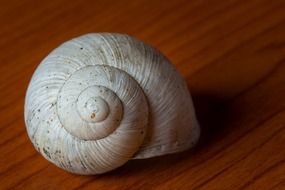 shell snail feed detail blurred