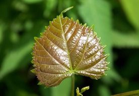 leaf new growth plants foliage