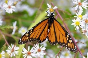 butterfly insects nature bug