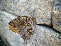 butterfly stone nature natural