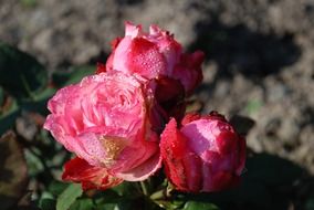 pink roses after rain