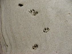 tracks animal sand nature